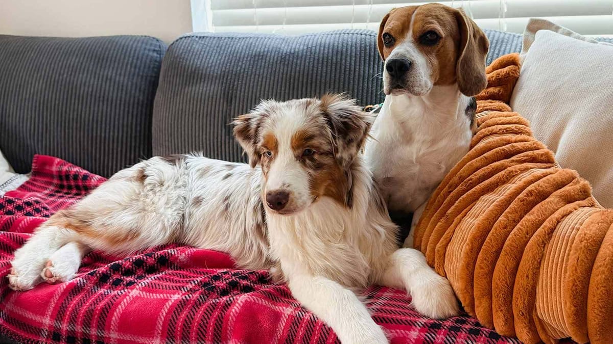 Pet Friendly House Cleaning in Seattle: A Responsible Pet Owner’s Guide